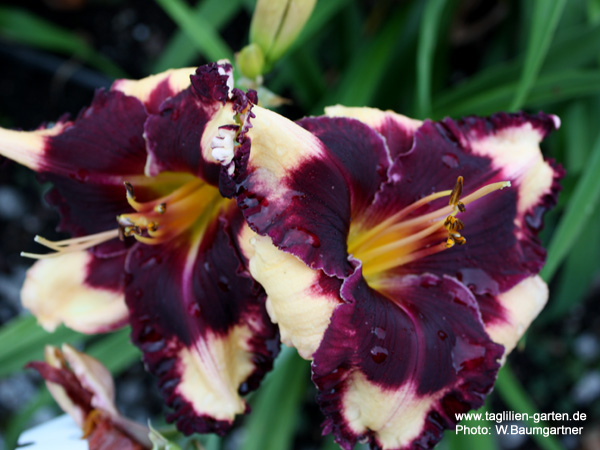 catalog/images/startseite/Macho Macho Man.jpg